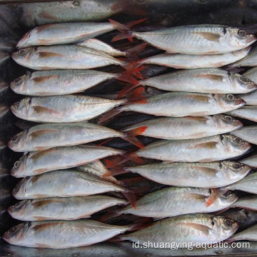 Ukuran Mackerel Kuda Beku 10-12pcs/Kg SCAD 20cm-25cm